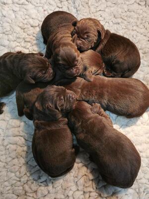 Pups 2 weeks
