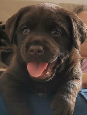 Happy pup 4 weeks