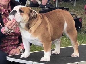 Rosa @ Leeds Champ Show 2023