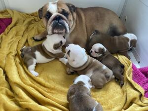 Fizz and first litter (Rebel & Rosa litter)