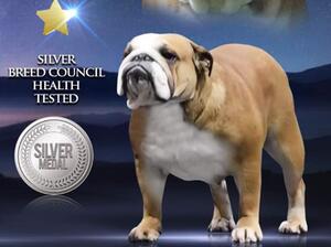 Fizz - Silver Health Tested