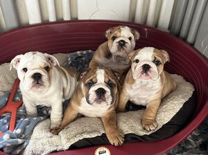 Beautiful litter of 3 males / 1 female @ 8 weeks