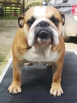 Practice on the show ramp