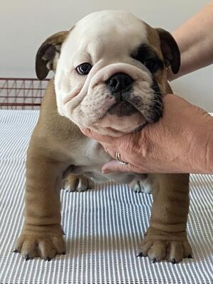 Quality pups true to standard