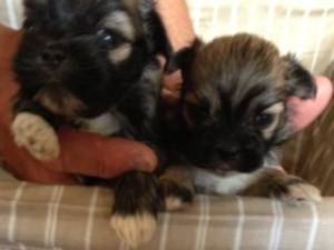 PHOEBIE PUPPIES