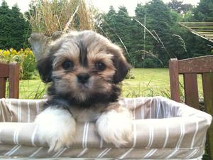 A Lhasa apso puppy of mine
