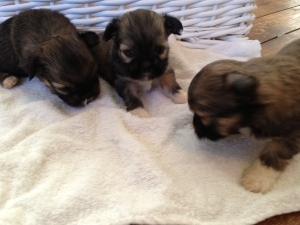 LITTER OF PUPS AT 2 WEEKS