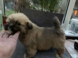Puppy