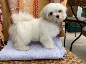 Maltese puppies with top show dogs pedigree 2 GIRL