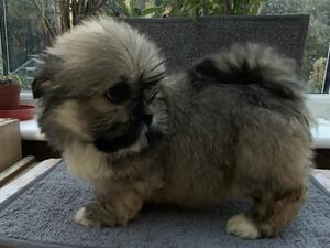 Lhasa Apso Puppy girl