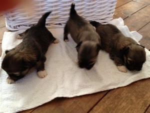 izzy litter