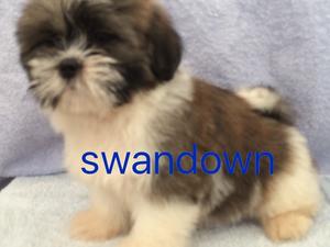 one of my wonderful lhasa's