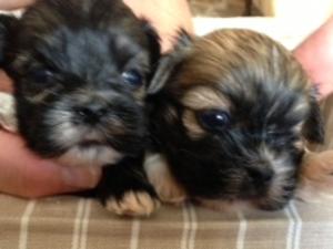 PHOEBIE PUPPIES