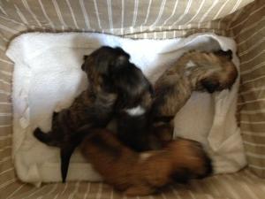 LHASA PUPPIES