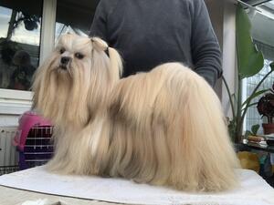 another of my show Lhasa Apso
