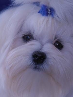 typical adult swandown maltese