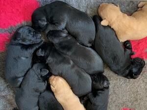 Bramble's Puppies 3