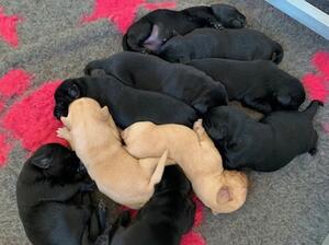 Bramble's Puppies 2