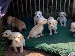 Puppies at nearly 6 weeks old
