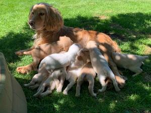 Thistle's puppies (4 weeks old)