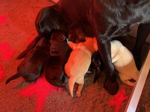 Bracken's Puppies 1