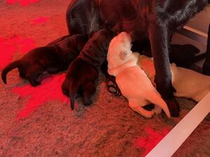Bracken's Puppies 3