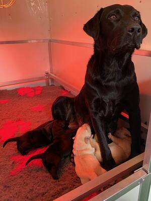 Bracken's Puppies 2