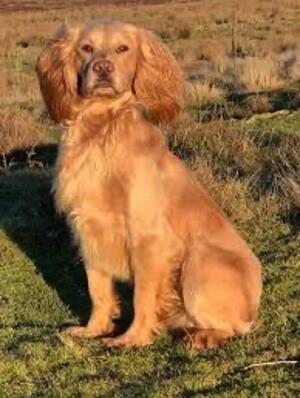 Hawkvalley Cracker (Sire)