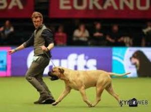 Sundabish mr majeika Noah in the Best in Show ring