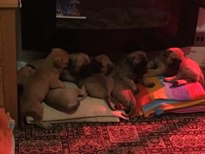 Pups sundabish Mr Majeika & sundabish lily potter