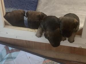 Louie's pups