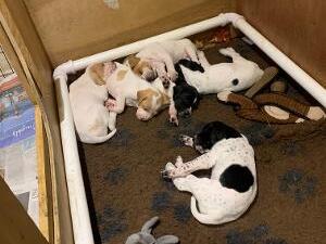 Puppy litter May 2023