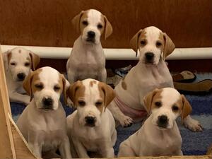 Puppies at 6 weeks
