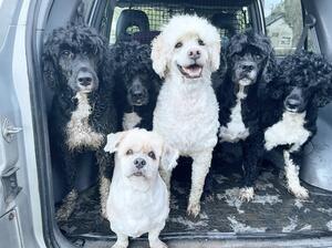 The original gang