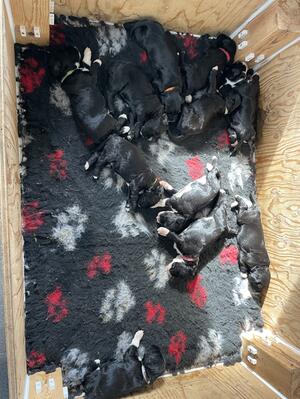 Pups 16/05/2022