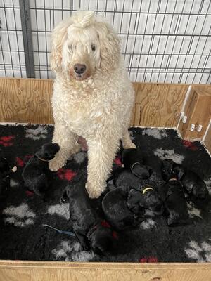 Mum and pups
