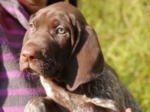 Ladyhawke Indiana at 6 weeks