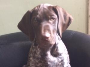 Available Dog Puppy