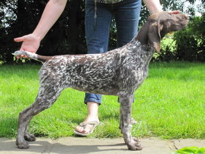Ruby aged 21 weeks