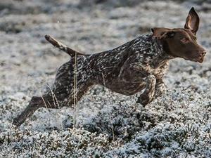 Ruby in full flight!