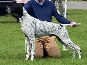 Louie (aka Chesterhope One Way Ticket