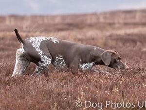 Indi on the Grouse Moor
