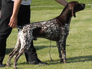Harry winning Best of Breed