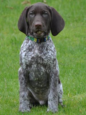 Spencer
