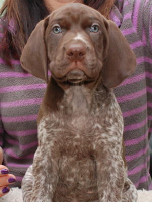 Available Dog Puppy Head Shot