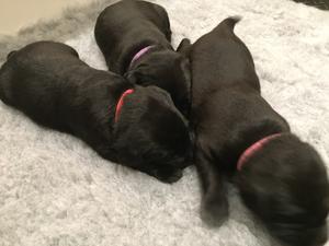 Raven at 2 weeks