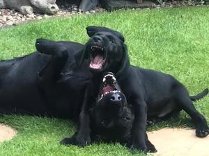 Ace and Meena playing