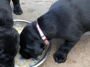 Raven is on solid food now