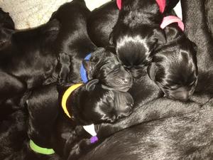 Pups
