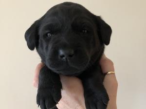 Raven at 3 weeks old